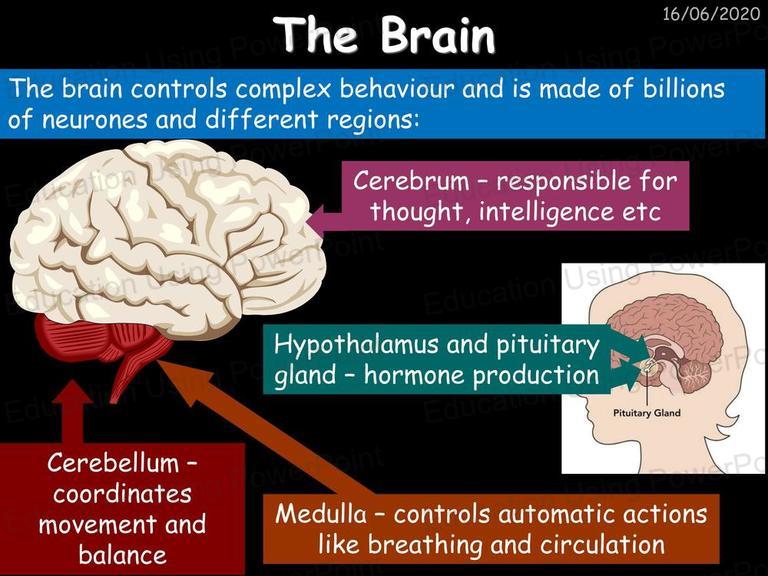 B3 Organism Level Systems | Education Using Powerpoint