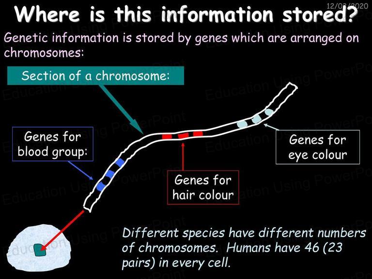9A Inheritance and Selection | Education Using Powerpoint