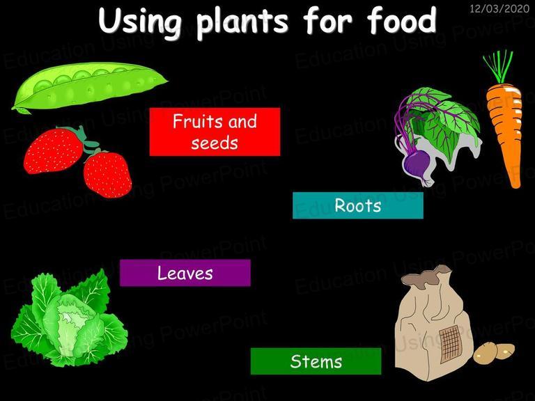 9D Plants for Food Education Using Powerpoint