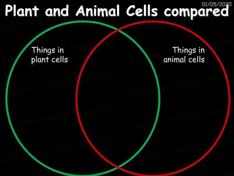 Biology 1 - Cell Biology | Education Using Powerpoint