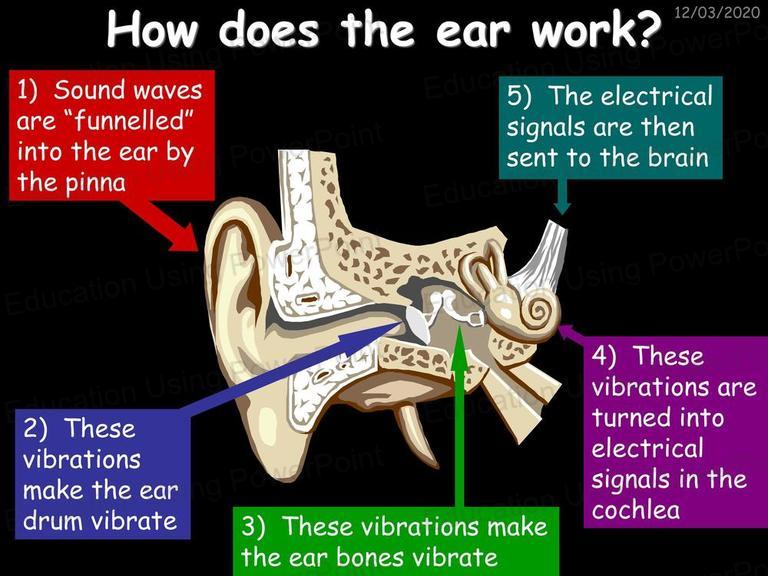 8L Sound and Hearing Education Using Powerpoint