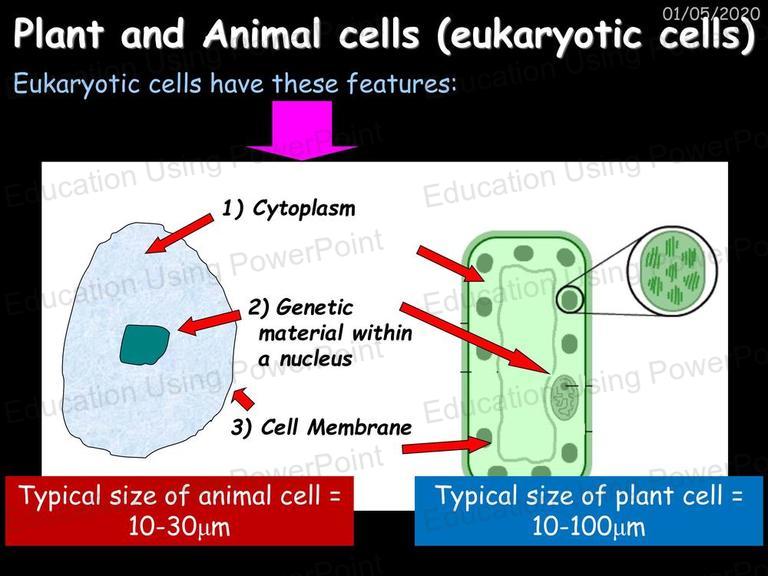 Biology 1 - Cell Biology | Education Using Powerpoint Biology 1 - Cell Biology | Education Using Powerpoint