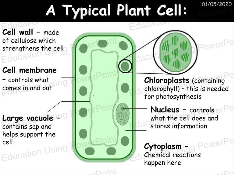 Biology 1 - Cell Biology | Education Using Powerpoint
